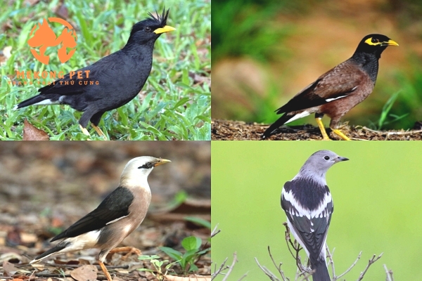 Các loại chim sao thường được dân chơi săn lùng